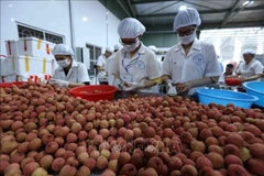 Bac Giang cherche à favoriser les exportations de litchis vers la Chine