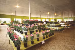 Rung hoa Dà Lat, fer de lance de l’horticulture high-tech