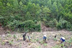 Programme cible de développement de la sylviculture durable pour 2016-2020