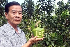 À l’approche du Têt: Des fruits «stylisés» 