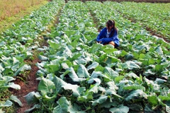 IFC soutient la production agricole durable