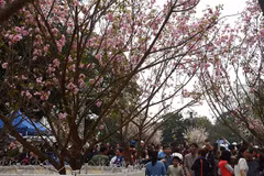 Fête des cerisiers en fleurs au bord du lac Hoàn Kiêm