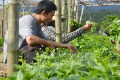 Agriculture : Dien Bien renforce la coopération avec des localités laotiennes