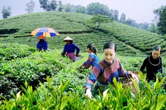 Le Festival du thé de Dai Tu à Thai Nguyên