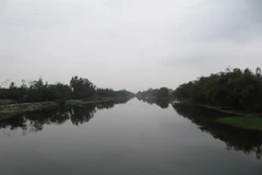 Quang Nam lance un projet de conservation du bambou