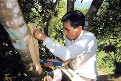Des canneliers séculaires, joyaux de la montagne de Ngoc Linh