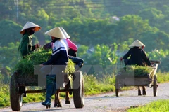 L’IFAD évalue la mise en œuvre du projet ADM à Tra Vinh