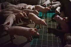 Promulgation d’une résolution pour faire face à la peste porcine africaine