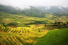 Lào Cai : la beauté des rizières d’Y Ty à la saison du riz mûr