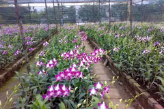 Hô Chi Minh-Ville a de forts potentiels d’exportations d’orchidées