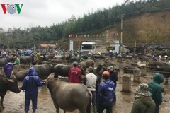 Trà Linh, le plus grand marché aux bestiaux du Nord