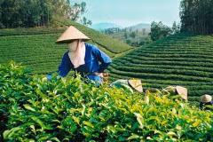 Le Pakistan, toujours le premier débouché du thé vietnamien