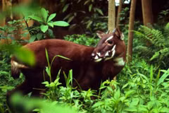 Découverte de bisons et saolas au parc national de Phong Nha-Ke Bang
