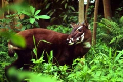 Découverte de bisons et saolas au parc national de Phong Nha-Ke Bang