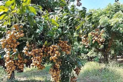 Le longane, une spécialité de la province de Hung Yen est un fruit tropical riche en nutriments. Photo : VNA