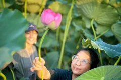 Des touristes apprécient la cueillette de lotus. Photo : VietnamPlus