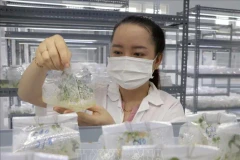  "Le levier" pour stimuler le développement des secteurs pharmaceutique et biotechnologiques au Vietnam