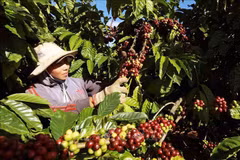 Le café est l'un des sept produits et groupes de produits dont la valeur d'exportation dépasse un milliard de dollars. Photo: VNA