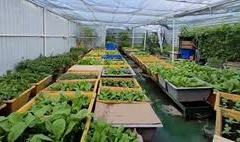 Des jardins potagers à Truong Sa 