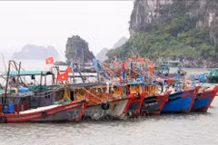 Des navires de pêche ancrés au port de Quang Ninh. Photo: VNA