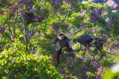 Les primates rares à Da Nang font face à de sérieuses difficultés