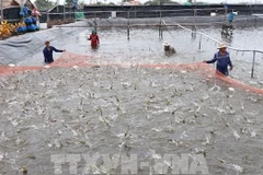 Kien Giang : codes d'identification pour les établissements d'élevage de crevettes des eaux saumâtre