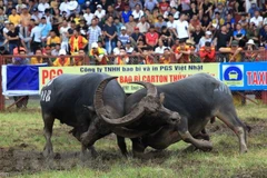 Fête de combat de buffles à Hai Phong