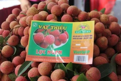 Des litchits de Bac Giang seront exportés via la gare de Kep