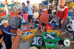 La production halieutique de Ninh Thuan en hausse au premier semestre