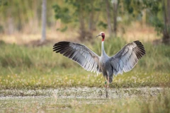 Efforts pour sauver les grues à tête rouge 