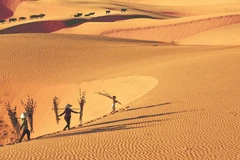 Le charme des dunes dans la province de Binh Thuan 