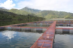 Esturgeons: le Vietnam fait partie des 10 premiers producteurs