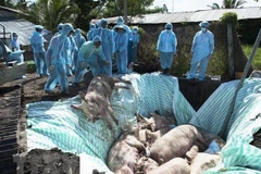 Le Vietnam et les États-Unis étudient conjointement un vaccin contre la peste porcine africaine