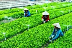 Le pays compte 1.292 coopératives agricoles appliquant la haute technologie