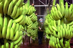 Les bananes vietnamiennes vendues à des prix élevés sur le marché japonais