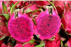 Le fruit du dragon à chair rouge bientôt exporté vers le Japon