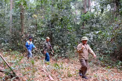 Saison sèche: Binh Phuoc renforce la protection de ses forêts