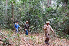 Saison sèche: Binh Phuoc renforce la protection de ses forêts