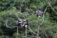 Un primate rare remis au Parc national de Cuc Phuong