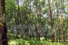 Des progrès dans le développement forestier