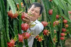 Le fruit du dragon frais vietnamien obtient son visa pour le Japon