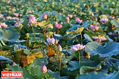Le lac aux lotus de Ninh Xa