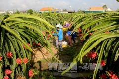 Le Vietnam exporte pour la première fois des pitayas en Australie