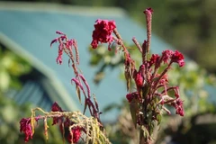 Le Têt des fleurs chez l’ethnie Công 