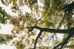 Une Hanoï romantique pendant la saison des arbres à feuilles caduques