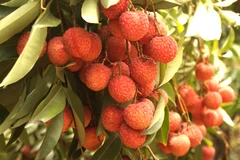 Aide australienne dans l’amélioration de la qualité et de la valeur des fruits et légumes