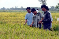 La R​épublique de Corée élargit l'expérimentation des techniques de culture bio à Hau Giang