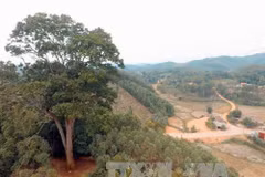 Un nouvel arbre du patrimoine à Bac Giang 