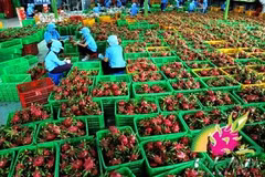 Croissance exceptionnelle pour les exportations de fruits et légumes