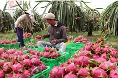 Fruits et légumes : 3,16 milliards de dollars d’exportations